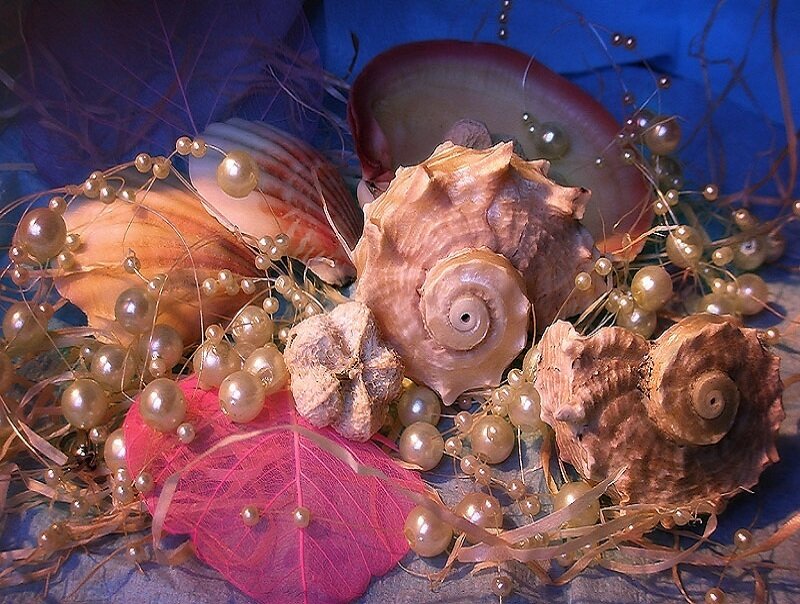 Seashells and pearls arrangement