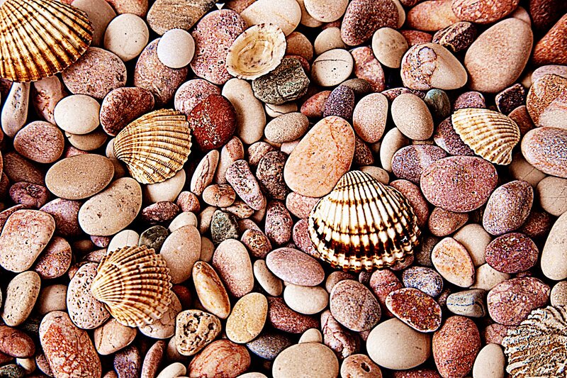 Seashells and Pebbles — Brown