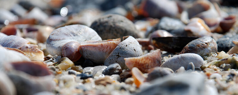 Seashells and Pebbles — Gray, Calm, Afternoon