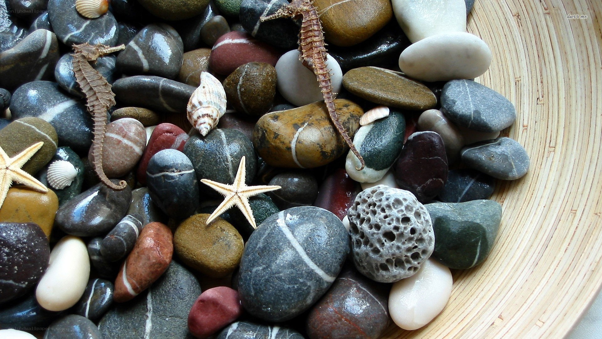 seashells and pebbles in bowl