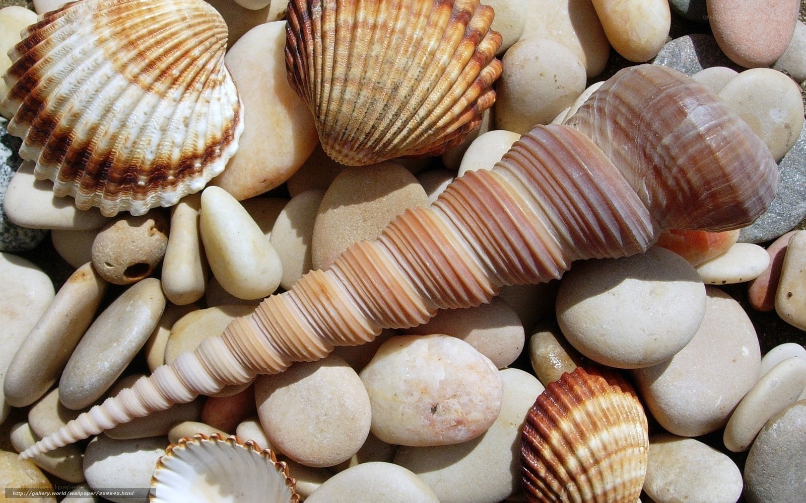 seashells and pebbles on beach