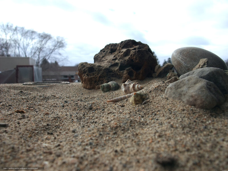 seashells and rocks on sand