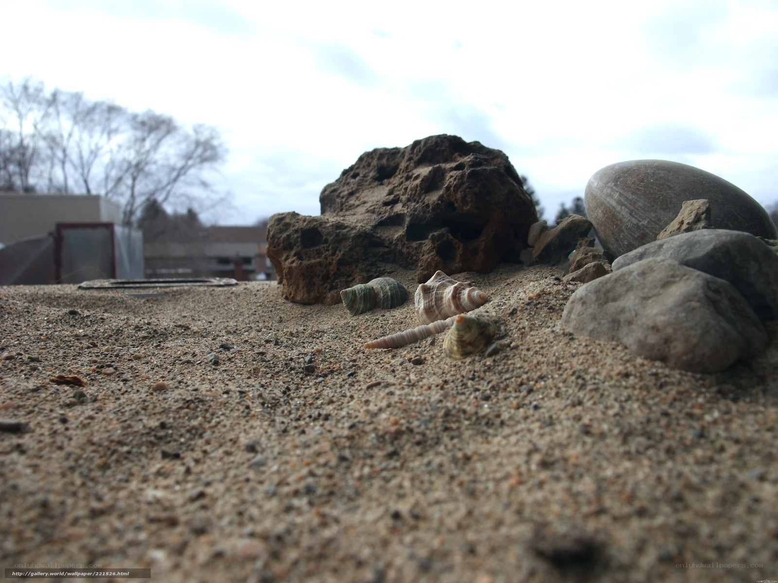 seashells and rocks on sand