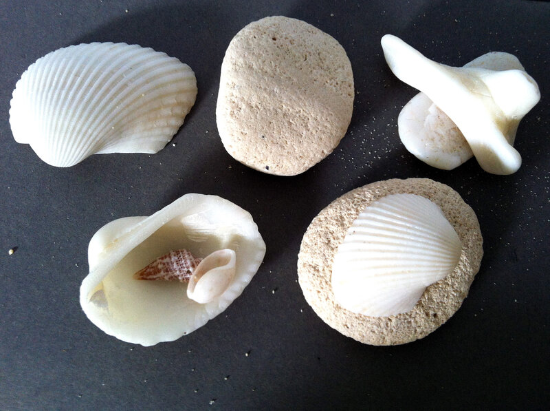Seashells and Rocks — White