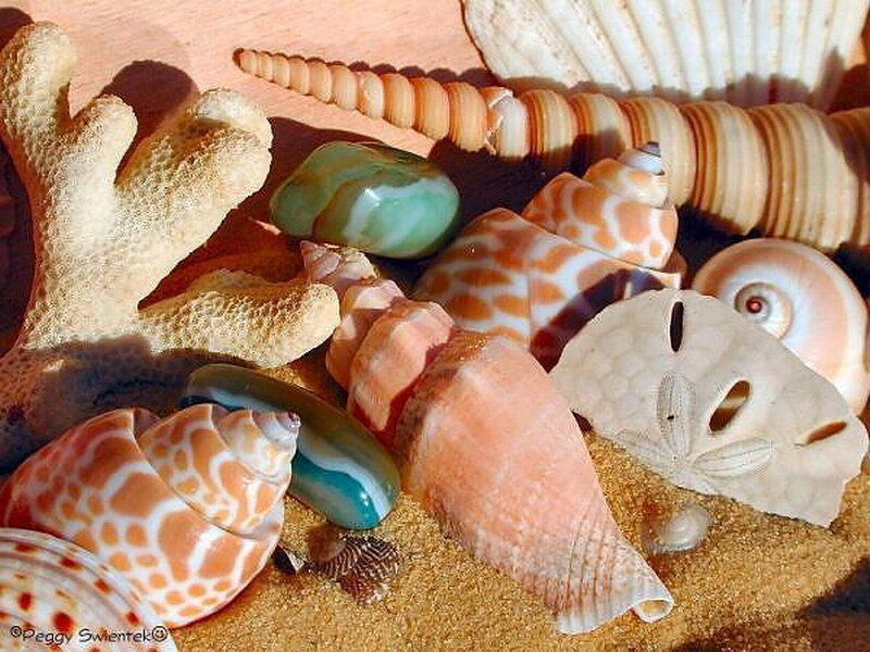 seashells and sand dollars