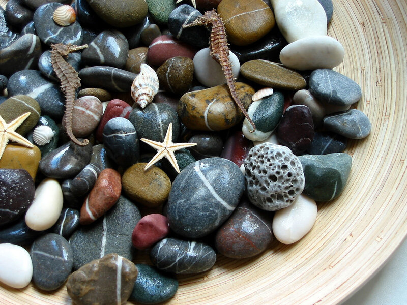 Seashells and Sea Creatures — Gray, Calm, Photograph