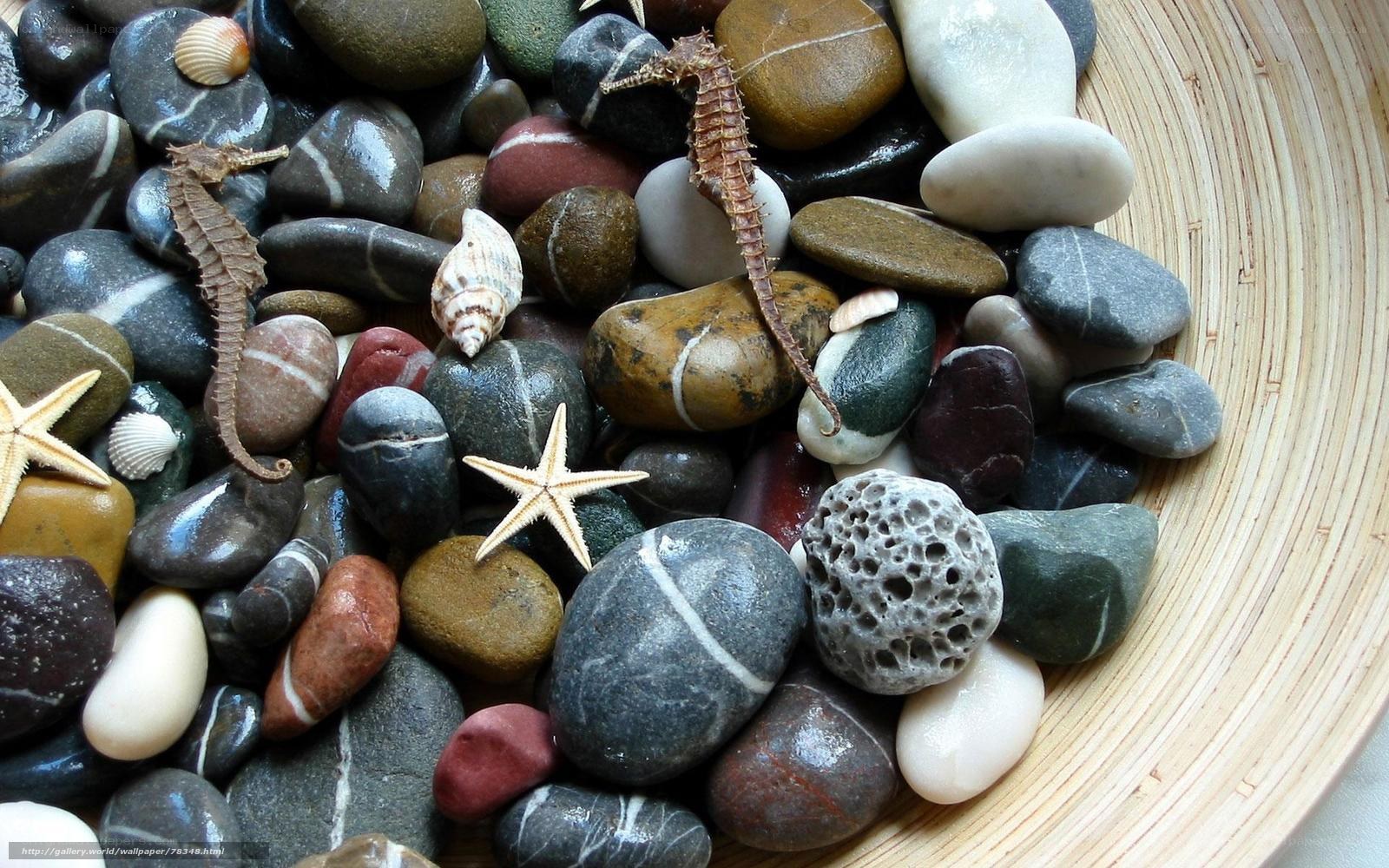 Seashells and sea creatures on pebbles