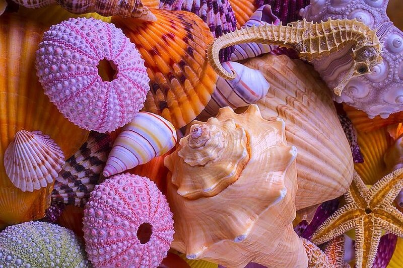 Seashells and Sea Creatures — Pink