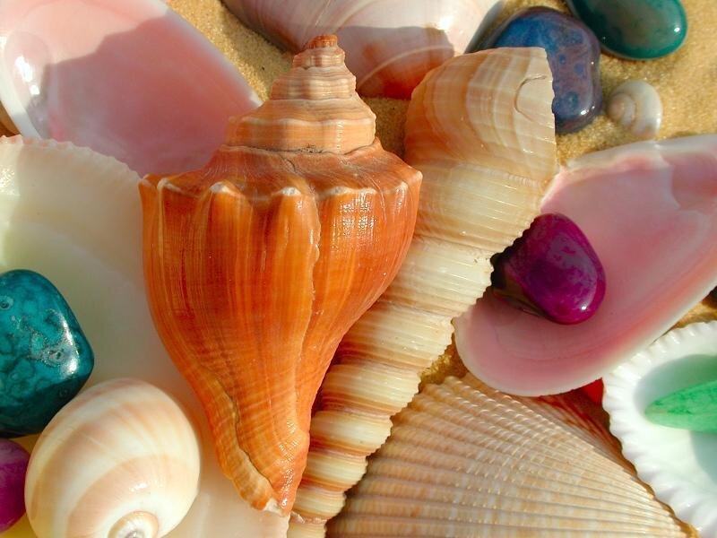 seashells and sea glass collection