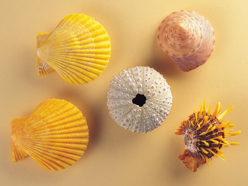seashells and sea urchin