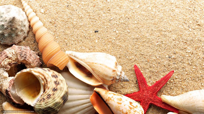 Seashells and Starfish — Beige, Calm, Afternoon
