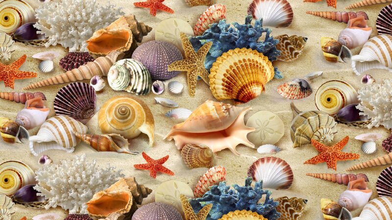 Seashells and Starfish — Beige, Calm, Photograph, Coral, Sand Dollars