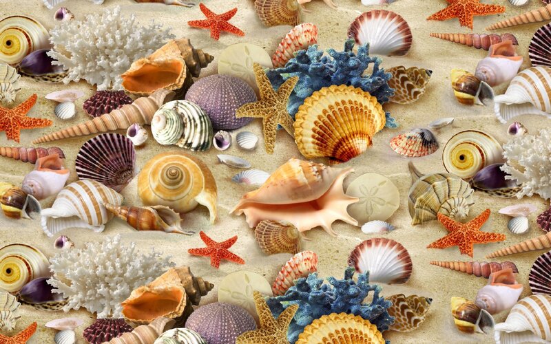 Seashells and Starfish — Beige, Calm, Photograph, Coral