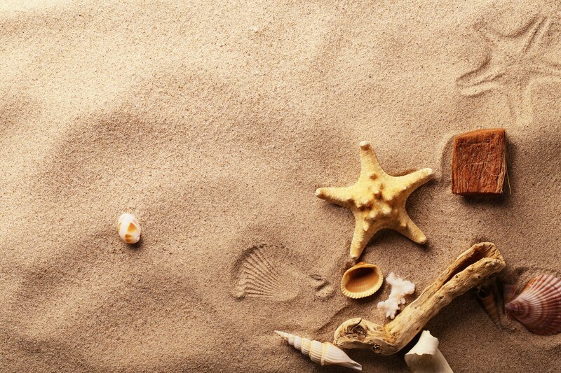 Seashells and Starfish — Beige, Calm, Photograph, Driftwood