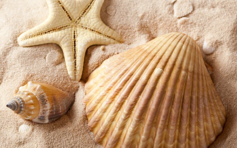 Seashells and Starfish — Beige, Calm, Photograph, Sand, Shell