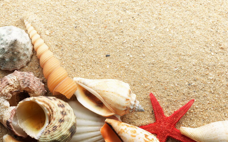 Seashells and Starfish — Beige, Calm, Photograph, Sand, Shells
