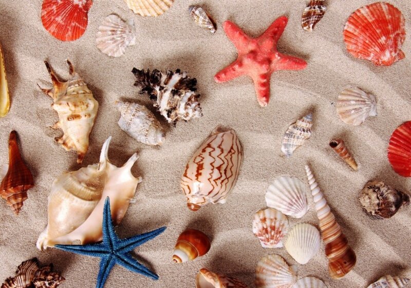 Seashells and Starfish — Beige, Calm, Photograph, Sand