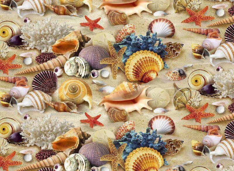 Seashells and Starfish — Beige, Calm, Photograph