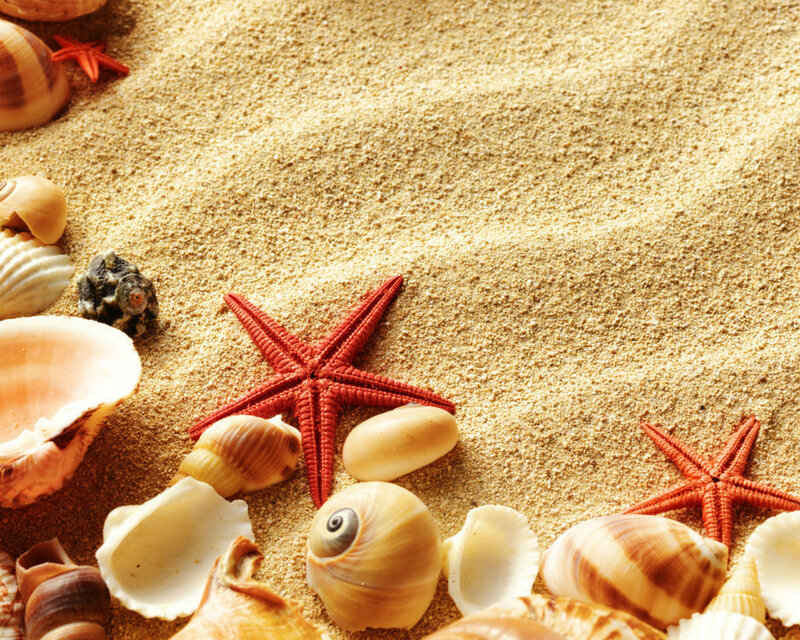 Seashells and Starfish — Beige, Serene, Afternoon, Photograph, Sand, Shells