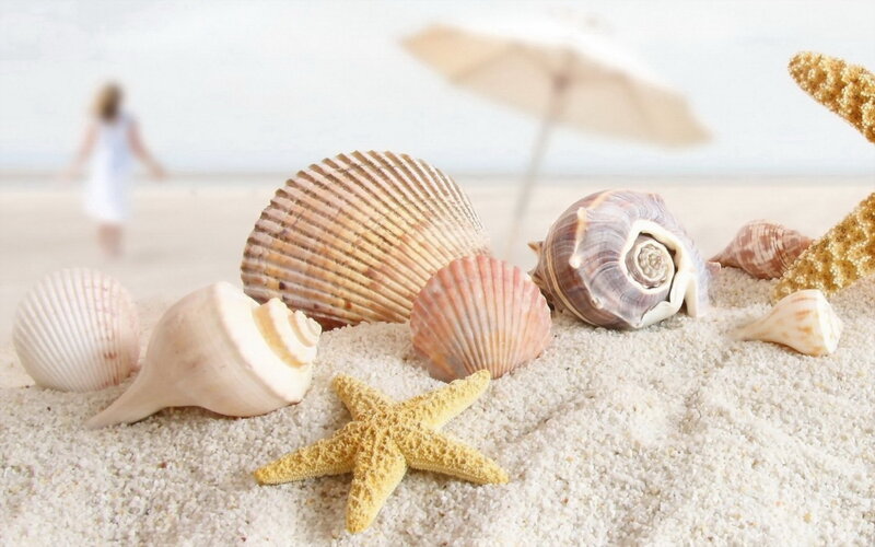 Seashells and Starfish — Beige, Serene, Afternoon, Photograph