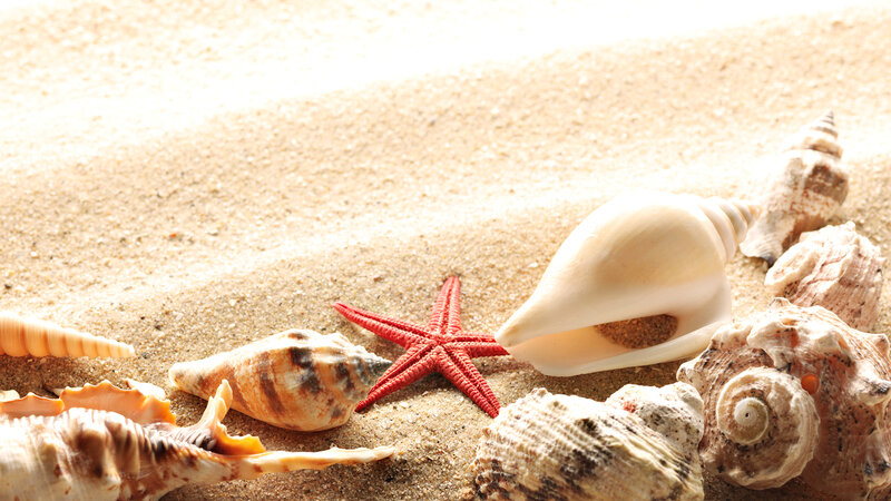 Seashells and Starfish — Beige, Serene, Afternoon