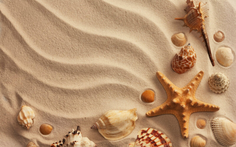 Seashells and Starfish — Beige, Serene, Photograph, Sand, Shells