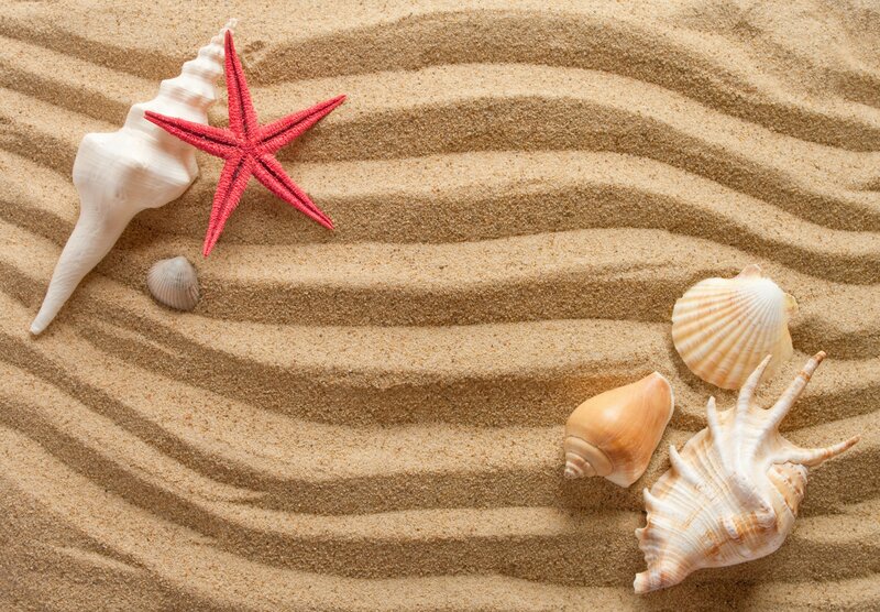 Seashells and Starfish — Beige, Serene, Photograph, Shells, Sand