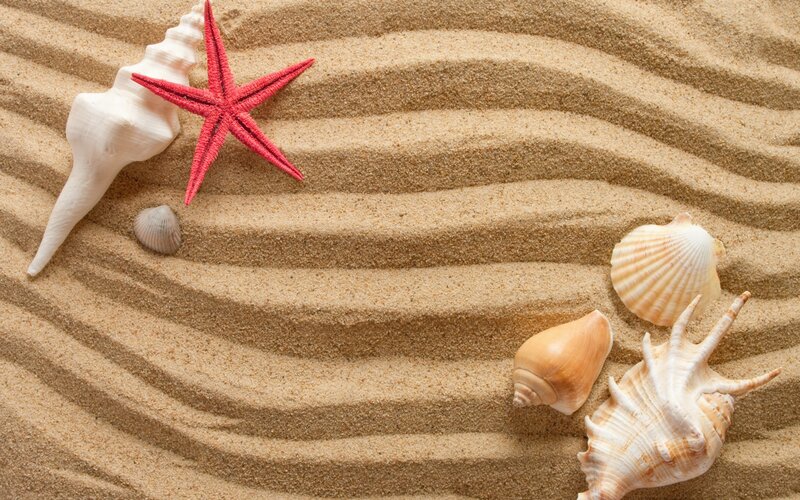 Seashells and Starfish — Beige, Serene, Photograph, Shells