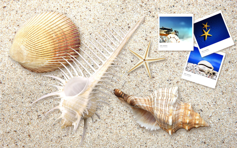 Seashells and Starfish — Beige, Serene, Summer