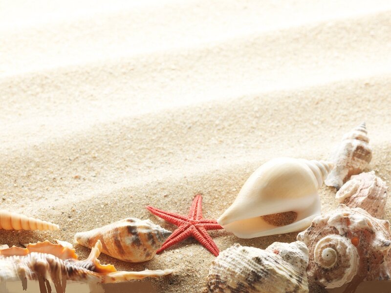 Seashells and Starfish — Beige, Serene