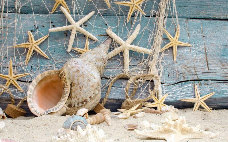 Seashells and Starfish — Blue, Calm, Photograph, Net, Sand