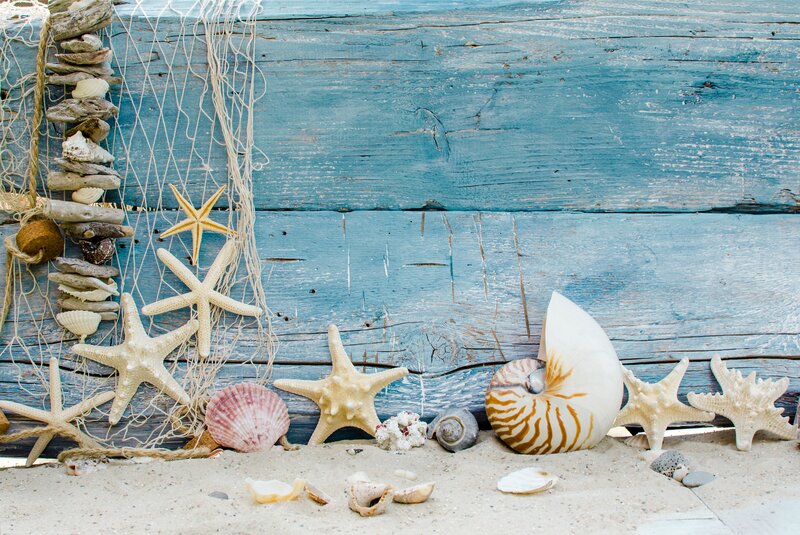 Seashells and Starfish — Blue, Calm, Photograph, Net