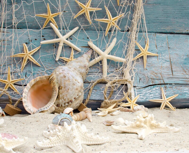 Seashells and Starfish — Blue, Calm, Photograph, Shell, Net