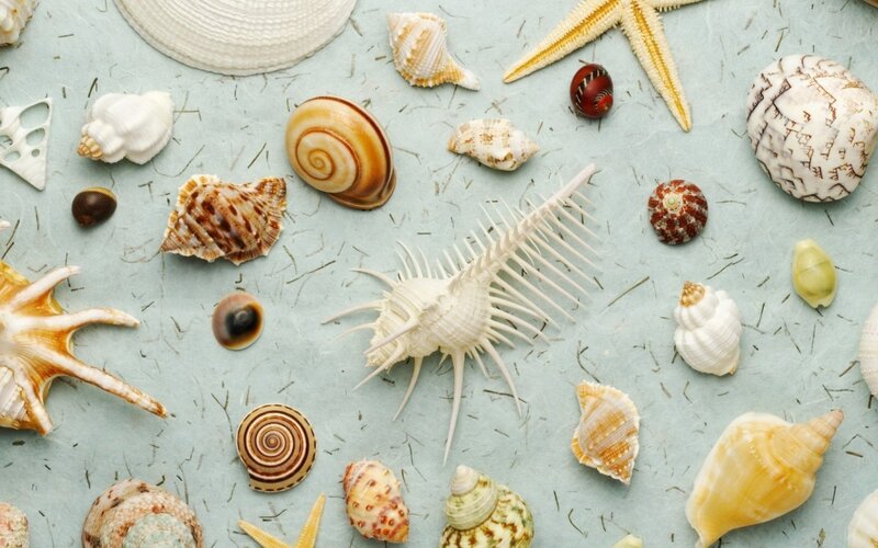Seashells and Starfish — Blue, Calm, Photograph, Shells, Sand