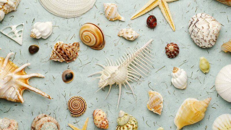 Seashells and Starfish — Blue, Calm, Photograph, Shells