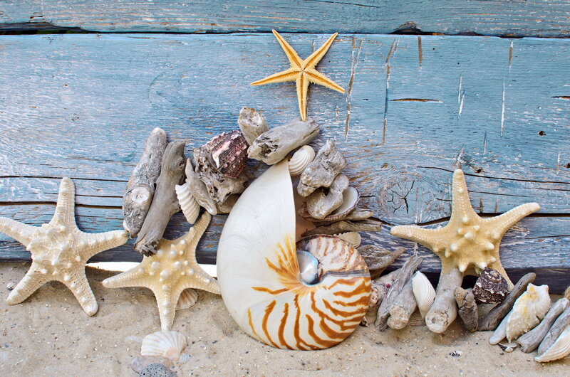 Seashells and Starfish — Blue, Calm, Photograph