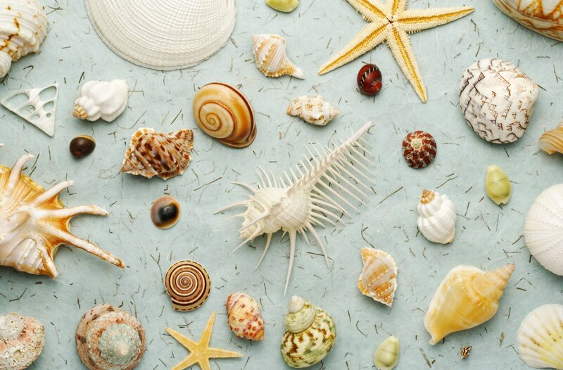 Seashells and Starfish — Blue, Calm
