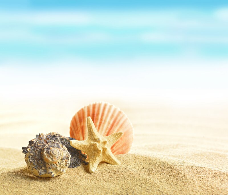 Seashells and Starfish — Blue, Serene, Afternoon
