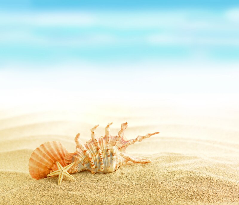 Seashells and Starfish — Blue, Serene