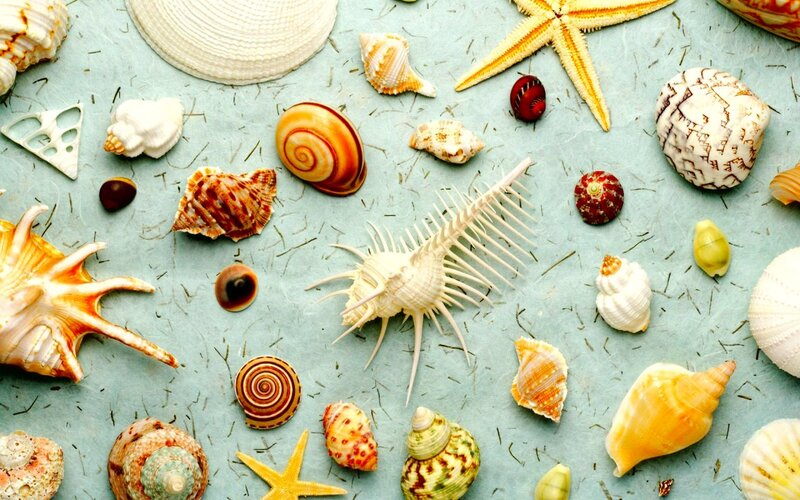 Seashells and Starfish — Blue