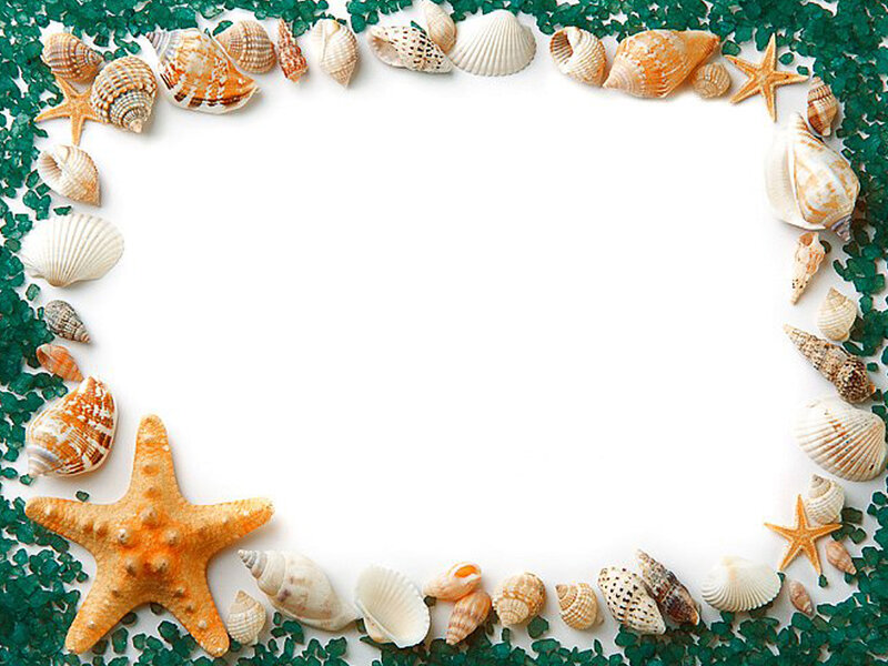 Seashells and Starfish Border