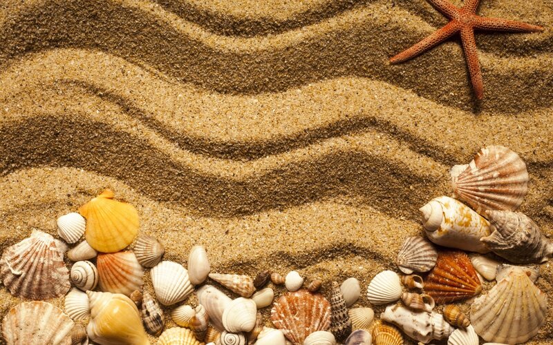 Seashells and Starfish — Brown, Calm, Photograph, Sand
