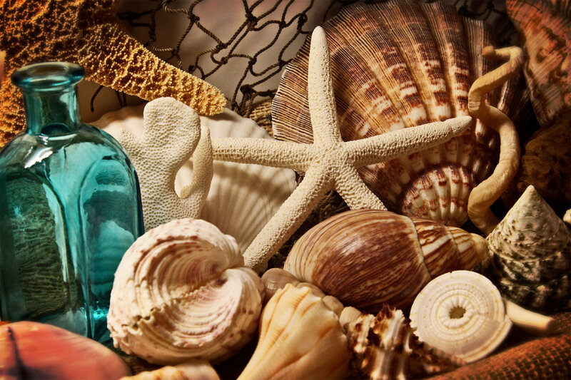 Seashells and Starfish — Brown, Dramatic
