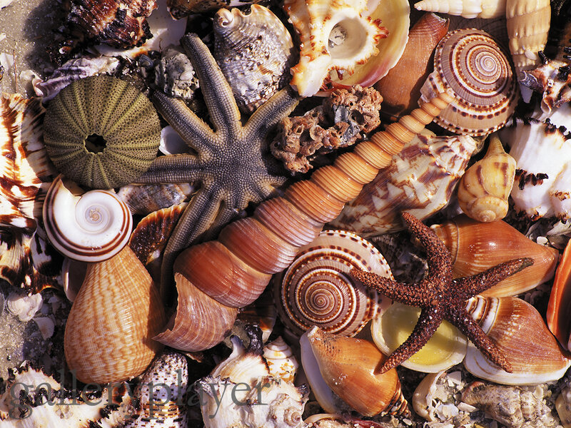 Seashells and Starfish — Brown, Natural