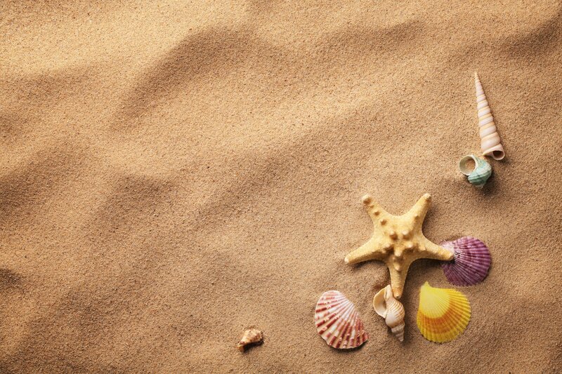 Seashells and Starfish — Brown, Serene