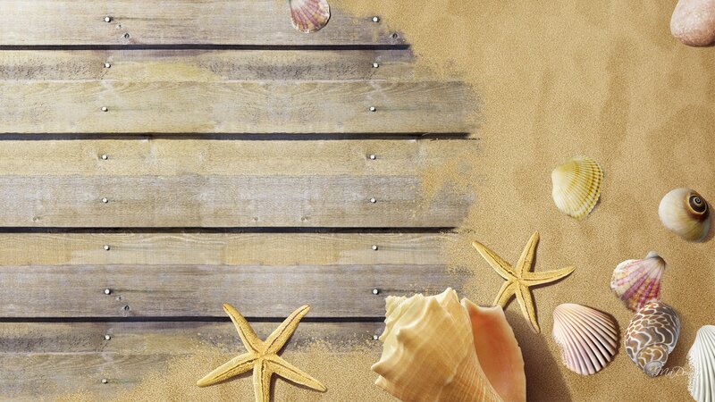 Seashells and Starfish — Brown