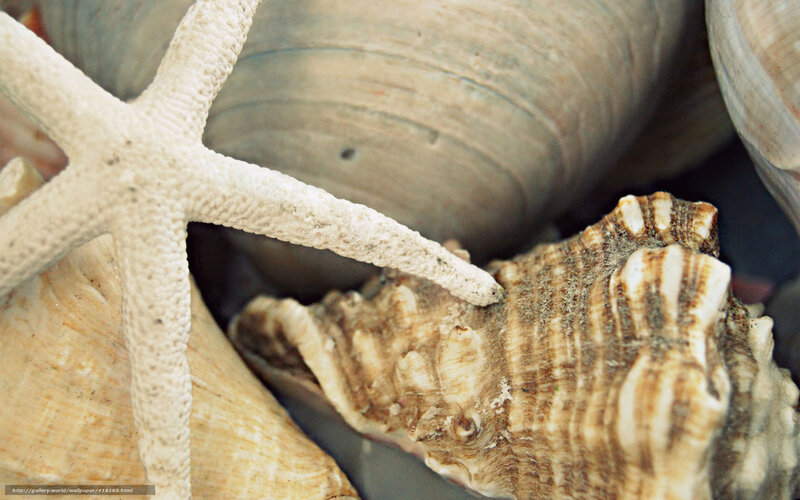 seashells and starfish close-up