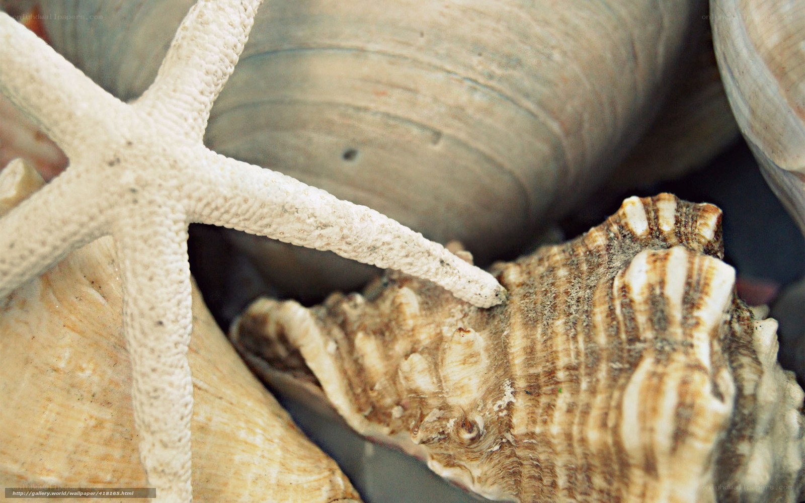 seashells and starfish close-up