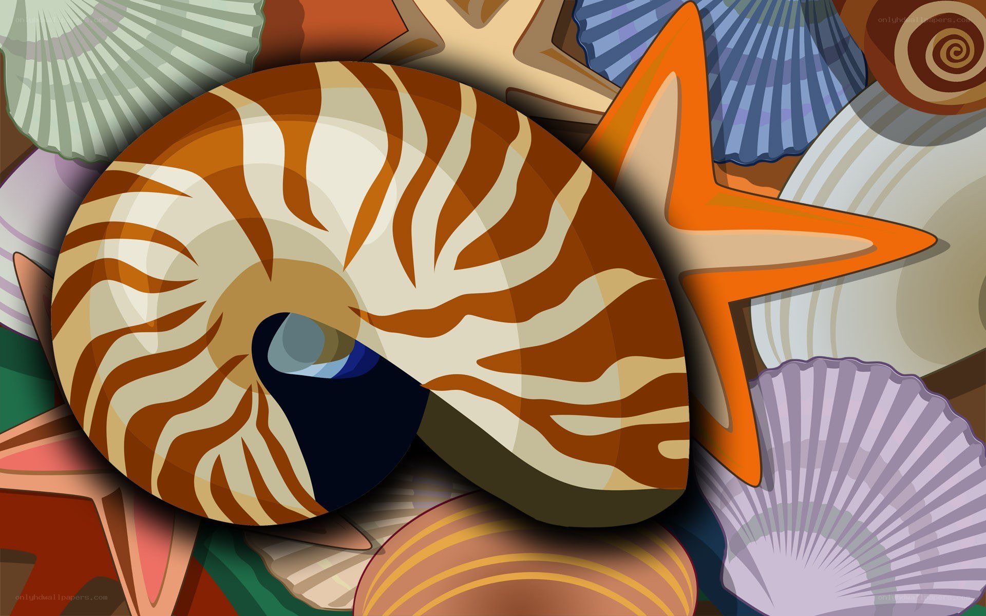seashells and starfish collage