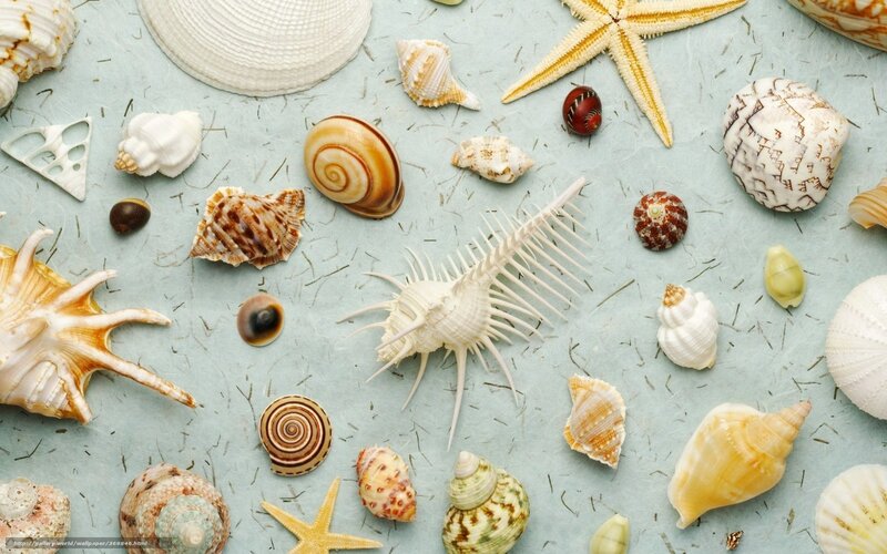 seashells and starfish collection